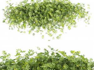 Collection plant vol 494 - Outdoor - bush - ivy - Schefflera 3D Model