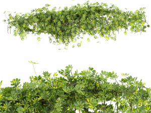 Collection plant vol 494 - Outdoor - bush - ivy - Schefflera 3D Model