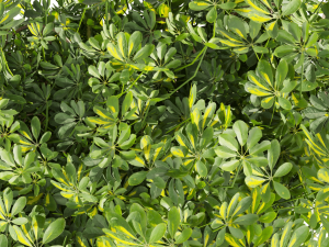 Collection plant vol 494 - Outdoor - bush - ivy - Schefflera 3D Model