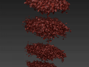 Collection plant vol 494 - Outdoor - bush - ivy - Schefflera 3D Model