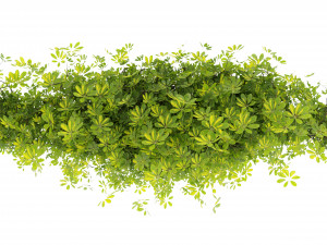 Collection plant vol 494 - blender model Model 3D