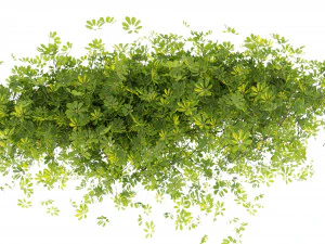 Collection plant vol 494 - blender model 3D Model
