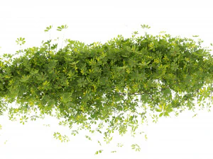 Collection plant vol 494 - blender model 3D Model