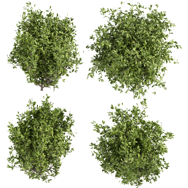 Collection plant vol 495 - Outdoor - bush - ivy 3D Model .c4d .max .obj .3ds .fbx .stl .blend 