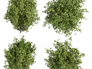 Collection plant vol 495 - Outdoor - bush - ivy 3D Model