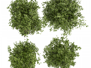 Collection plant vol 495 - Outdoor - bush - ivy 3D Model
