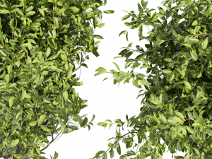 Collection plant vol 495 - Outdoor - bush - ivy 3D Model