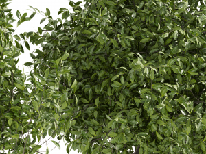 Collection plant vol 495 - Outdoor - bush - ivy 3D Model