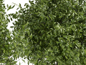 Collection plant vol 495 - Outdoor - bush - ivy 3D Model