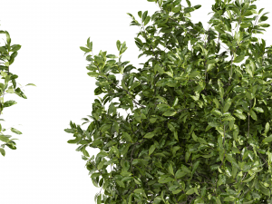 Collection plant vol 495 - Outdoor - bush - ivy 3D Model