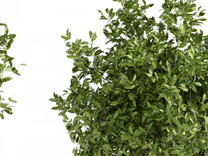 Collection plant vol 495 - Outdoor - bush - ivy 3D Model