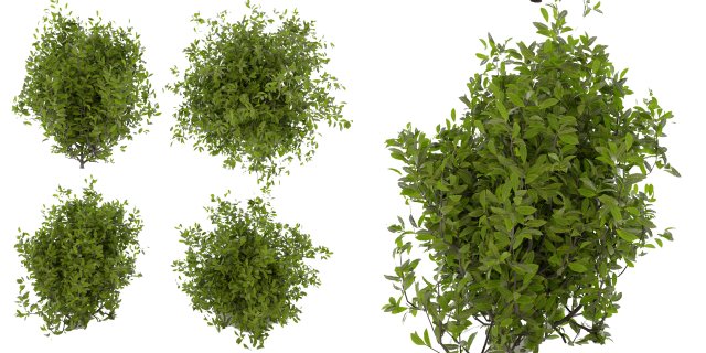 Collection plant vol 495 - Outdoor - bush - ivy 3D मॉडल .c4d .max .obj .3ds .fbx .stl .blend 