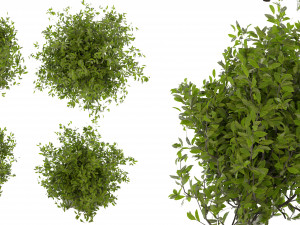 Collection plant vol 495 - Outdoor - bush - ivy 3Dモデル
