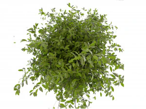Collection plant vol 495 - Outdoor - bush - ivy 3D Model