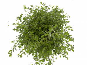 Collection plant vol 495 - blender model Modelo 3D