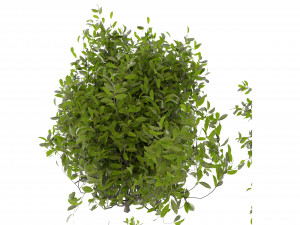 Collection plant vol 495 - blender model Modelo 3D
