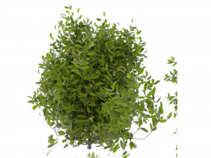 Collection plant vol 495 - blender model 3D Model