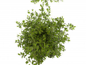 Collection plant vol 495 - blender model Modelo 3D