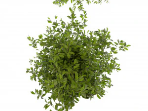 Collection plant vol 495 - blender model 3D Model