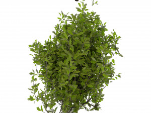 Collection plant vol 495 - blender model Modelo 3D