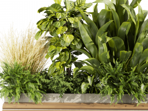 Collection plant vol 496 - garden - leaf - banana - wood 3D Model