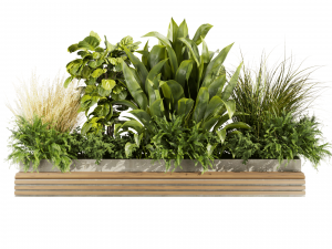Collection plant vol 496 - garden - leaf - banana - wood 3D Model