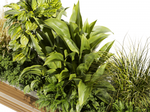 Collection plant vol 496 - garden - leaf - banana - wood 3D Model