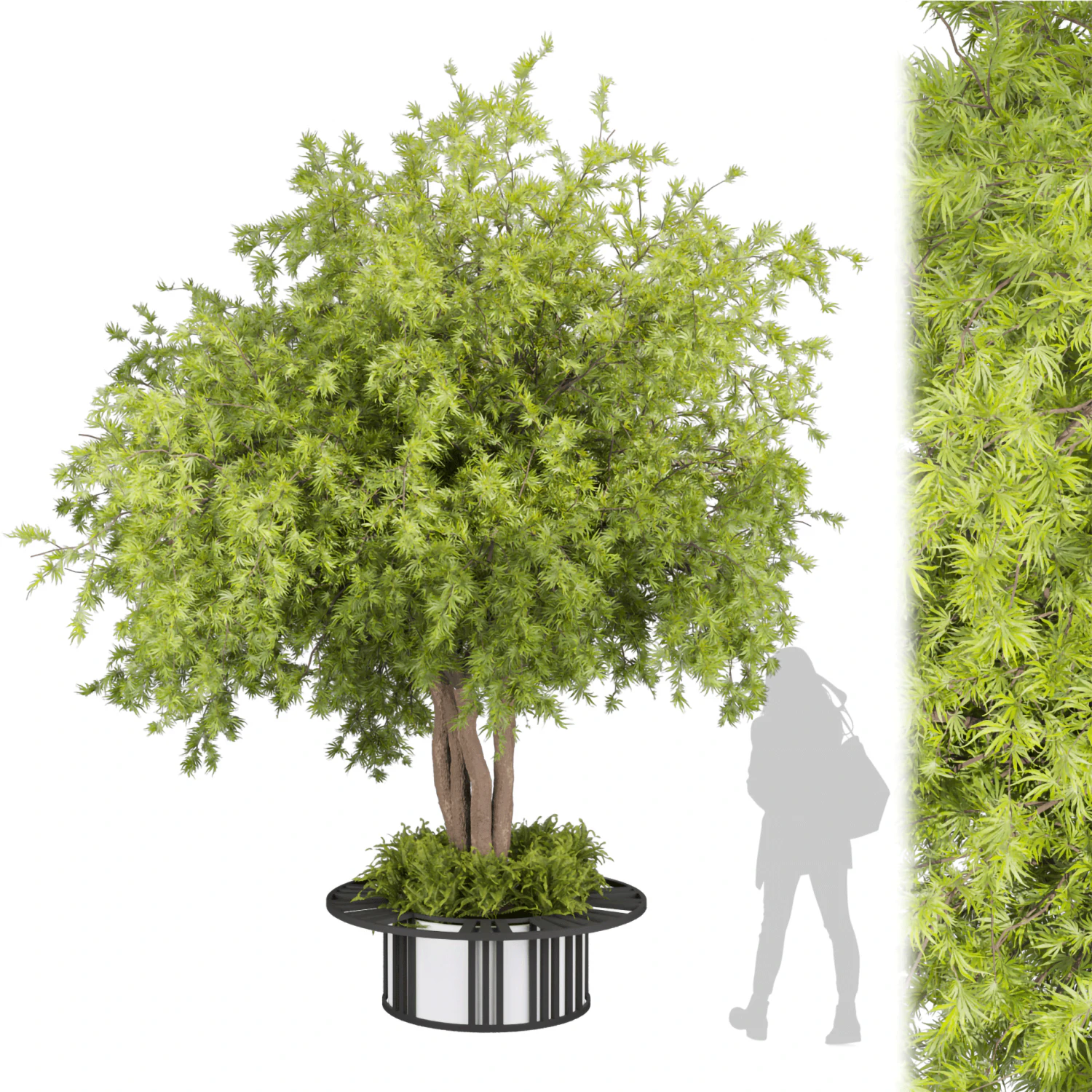 Collection plant vol 497 - Urban environment - tree - Acer 3D Model .c4d .max .obj .3ds .fbx .stl .blend 