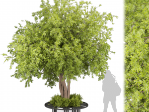 Collection plant vol 497 - Urban environment - tree - Acer 3D Model
