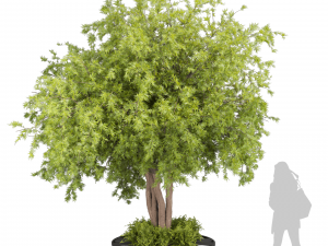Collection plant vol 497 - Urban environment - tree - Acer Modelo 3D