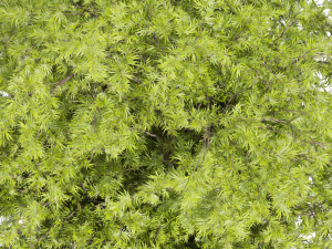 Collection plant vol 497 - Urban environment - tree - Acer Modelo 3D