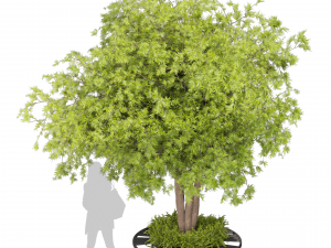 Collection plant vol 497 - Urban environment - tree - Acer Modelo 3D