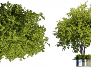 Collection plant vol 497 - blender model Modèle 3D
