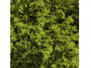 Collection plant vol 497 - blender model 3D Model