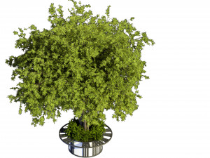 Collection plant vol 497 - blender model 3D Model