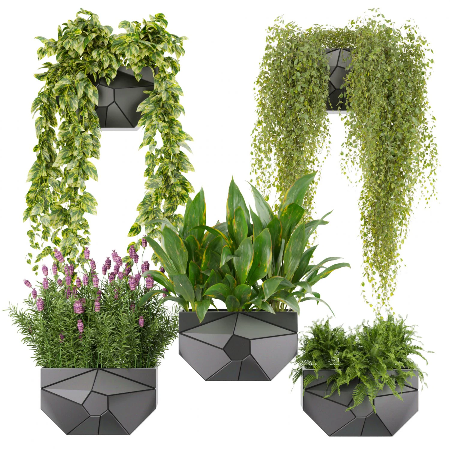 Collection plant vol 501 - hanging- lavender - peace lily - pothos 3D Model .c4d .max .obj .3ds .fbx .stl .blend 