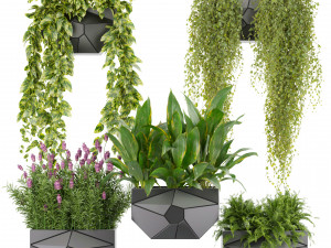Collection plant vol 501 - hanging- lavender - peace lily - pothos 3D मॉडल