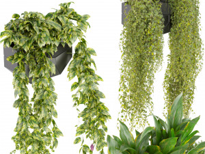 Collection plant vol 501 - hanging- lavender - peace lily - pothos 3Dモデル