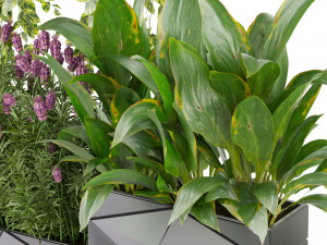 Collection plant vol 501 - hanging- lavender - peace lily - pothos 3Dモデル