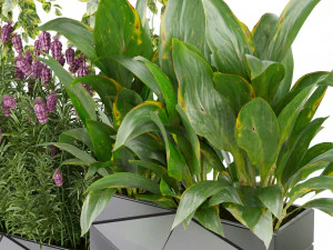 Collection plant vol 501 - hanging- lavender - peace lily - pothos 3D Model