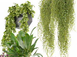 Collection plant vol 501 - hanging- lavender - peace lily - pothos 3D Model