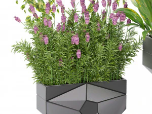 Collection plant vol 501 - hanging- lavender - peace lily - pothos 3D Model