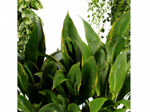 Collection plant vol 501 - blender model 3D Model