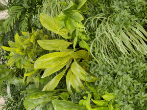 Collection plant vol 503 3D Model