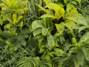 Collection plant vol 503 3D Модель