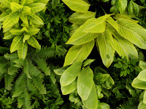 Collection plant vol 503 - blender model Modelo 3D