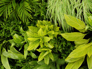 Collection plant vol 503 - blender model Modelo 3D