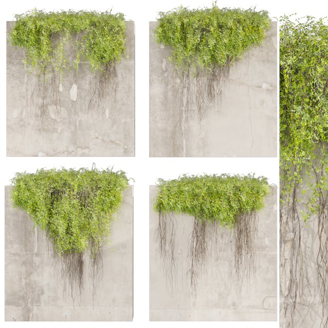 Collection plant vol 504 - fitowall - ivy - concrete 3D मॉडल .c4d .max .obj .3ds .fbx .stl .blend 