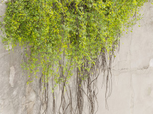 Collection plant vol 504 - fitowall - ivy - concrete 3D मॉडल