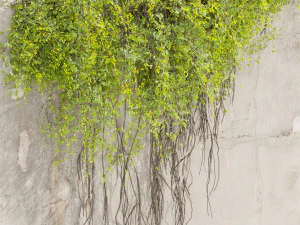 Plante de collection vol 504 - fitowall - lierre - b&eacute;ton Modèle 3D